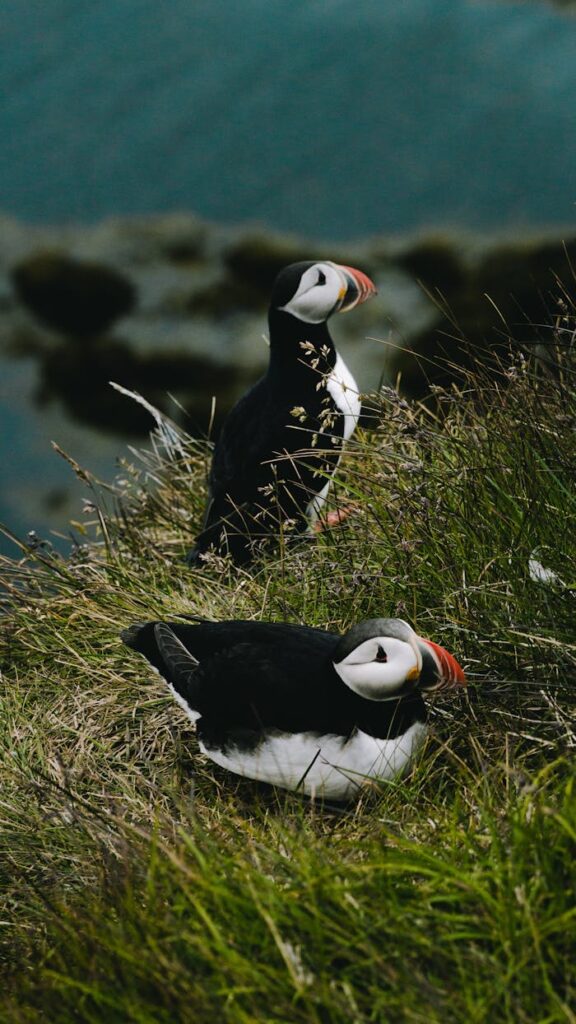 Black and White Birds on Green Grass